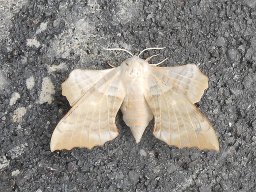 Laothoe populi